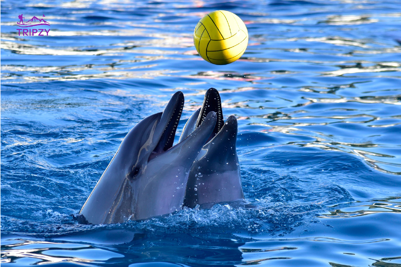 Dolphinarium